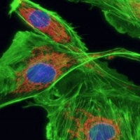 荧光成像原理是什么？